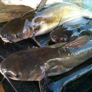 Catfish