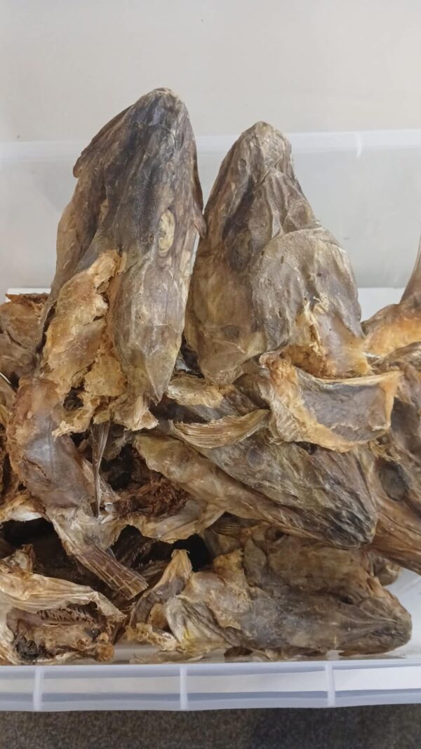 Stockfish head with ears