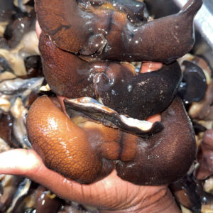 Fresh snails
